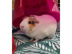 Adopt Alfie a Guinea Pig