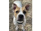 Adopt Chef a American Staffordshire Terrier, Mixed Breed