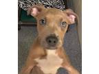 Adopt Tres a Pit Bull Terrier, Mixed Breed