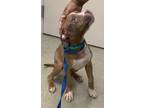 Adopt Dos a Pit Bull Terrier, Mixed Breed