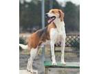 Adopt Rooster a Hound