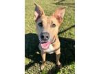 Adopt Goose a Pit Bull Terrier, Mixed Breed