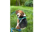 Adopt Fred G a Beagle