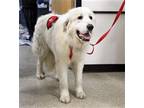Adopt George G a Great Pyrenees