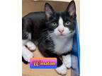 Adopt Winston a Domestic Short Hair