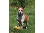 Adopt The 2 Amigos - Nacho G a Australian Cattle Dog / Blue Heeler