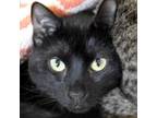 Adopt Mr Electric a Domestic Short Hair
