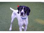 Adopt Slate a German Shorthaired Pointer, Mixed Breed