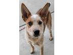 Adopt Joey a Mixed Breed
