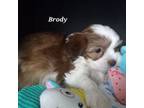 Shorkie Tzu Puppy for sale in Catlett, VA, USA