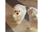 Maltese Puppy for sale in Sallisaw, OK, USA