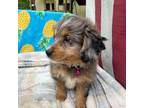Mutt Puppy for sale in Goochland, VA, USA