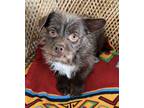 Adopt Chester - Adorable Scruffy Boy a Terrier