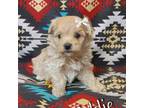 Maltese Puppy for sale in Memphis, MO, USA