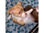 Chihuahua Puppy for sale in South Charleston, OH, USA
