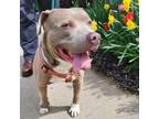 Adopt Amush a Pit Bull Terrier