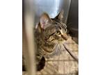 Adopt Cody a Domestic Short Hair