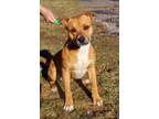 Adopt Forest a Mixed Breed