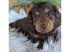 Dachshund Puppy for sale in Malone, NY, USA