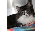 Godfather (Neutered) Domestic Longhair Adult Male