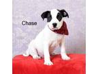 Adopt Chase a Boxer