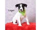 Adopt Logan a Boxer