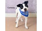 Adopt Conway a Pit Bull Terrier