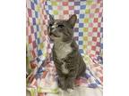 Rocky Domestic Shorthair Young Male