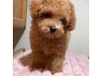 Poodle (Toy) Puppy for sale in Fremont, CA, USA