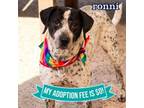 Adopt Ronni a Mixed Breed