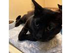 Adopt Black Bear a Domestic Short Hair