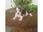 Bulldog Puppy for sale in Montgomery, IN, USA