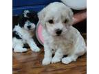 Poodle (Toy) Puppy for sale in Midland, TX, USA