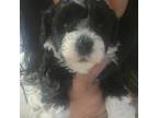 Poodle (Toy) Puppy for sale in Midland, TX, USA