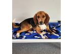 Adopt RAMBLE a Beagle