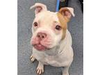 Sugar American Bulldog Adult Female