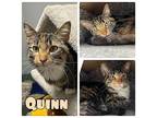 Quinn Domestic Shorthair Young Female