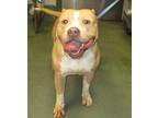 Rome American Staffordshire Terrier Adult Male