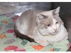 Tubbs-ComboTested SpecialNeeds Siamese Adult Male
