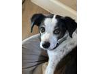 Adopt JACK #11 a Jack Russell Terrier, Italian Greyhound