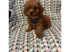 Poodle (Toy) Puppy for sale in Whitman, MA, USA