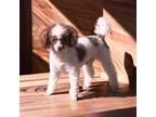 Poodle (Toy) Puppy for sale in El Paso, TX, USA