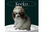 Keeko