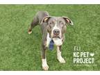 Adopt Eli a Pit Bull Terrier, Mixed Breed