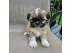 Shih Tzu Puppy for sale in Monroe, NC, USA