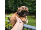 Shih Tzu Puppy for sale in Monroe, NC, USA