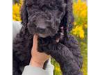 Goldendoodle Puppy for sale in Fontana, CA, USA