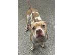 Adopt Adonis a Pit Bull Terrier, Mixed Breed