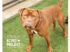 Adopt O`Reilly a Pit Bull Terrier, Mixed Breed