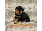 Rottweiler Puppy for sale in Florissant, CO, USA